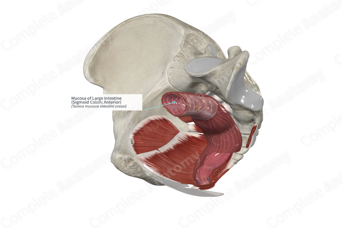 Mucosa of Large Intestine (Sigmoid Colon; Anterior)