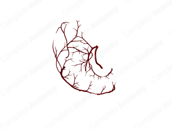 Arteries of Stomach