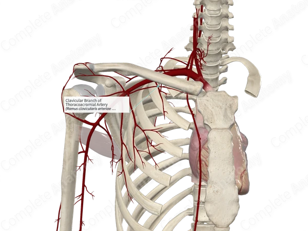 clavicular-branch-of-thoracoacromial-artery-complete-anatomy