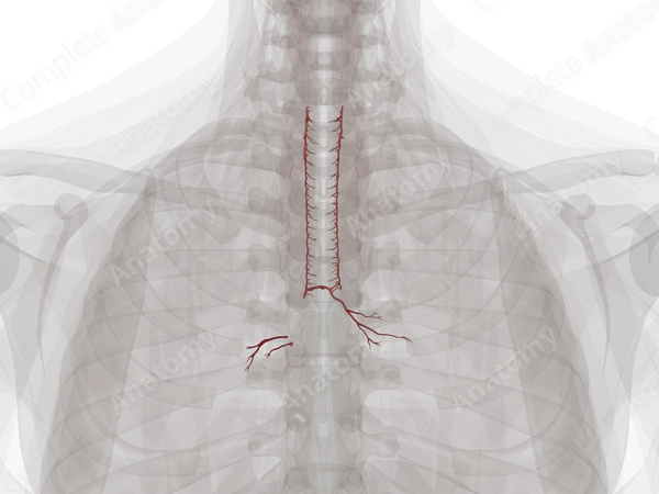 Arteries of Respiratory System