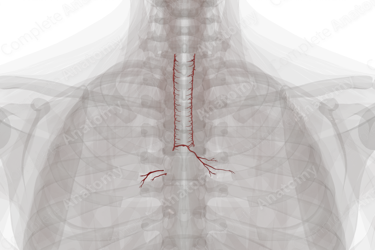 Arteries of Respiratory System