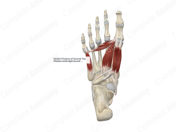 Middle Phalanx of Second Toe