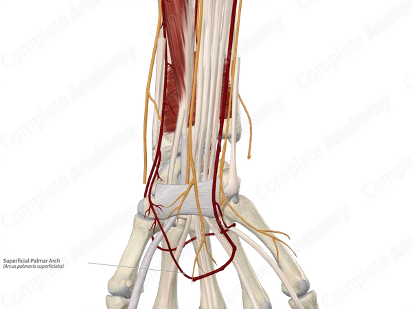 Superficial Palmar Arch