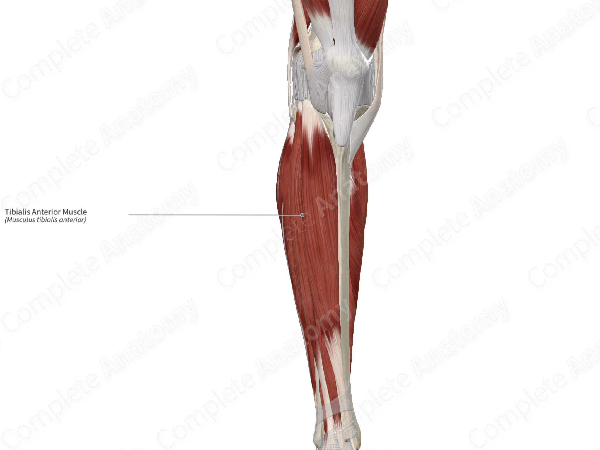 Tibialis Anterior Muscle | Complete Anatomy