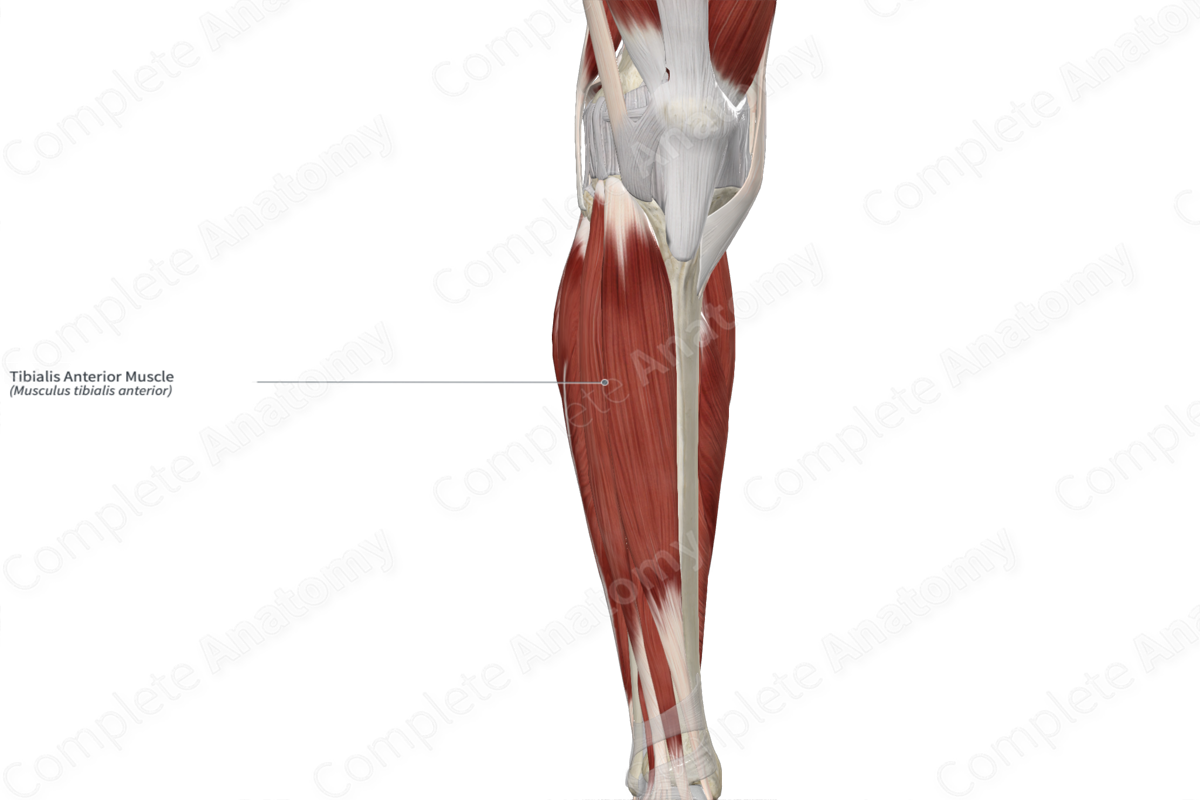 Tibialis Anterior Muscle 