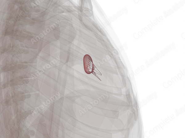 Right Atrioventricular Valve