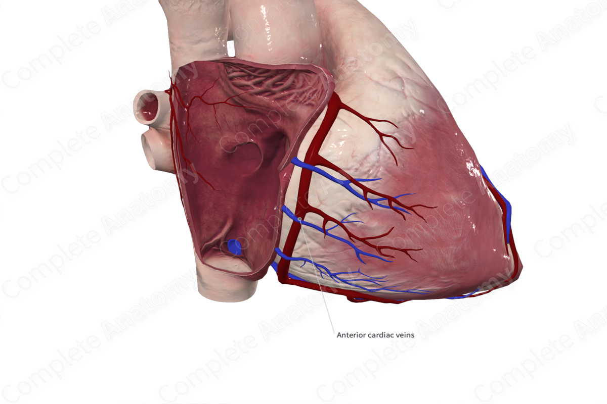 Anterior Cardiac Veins
