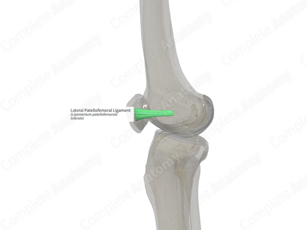Lateral Patellofemoral Ligament (Right)