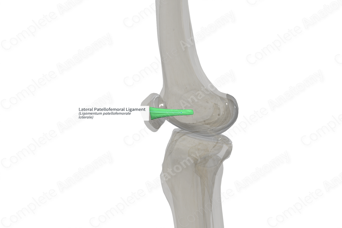 Lateral Patellofemoral Ligament (Right)