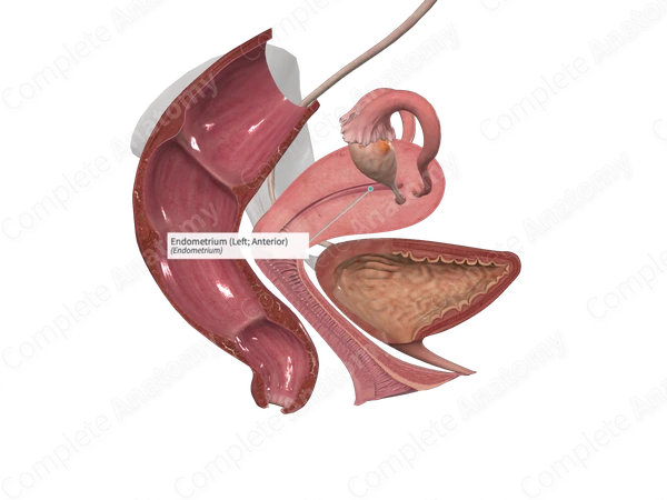 Endometrium (Left; Anterior)