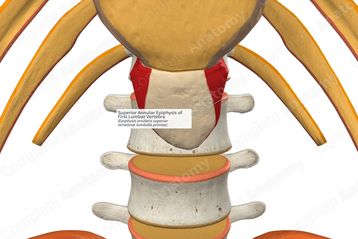 UMLS:C0012249] - Lumbar vertebrae [LI-LV] : Transverse process, Anular  epiphysis, Pedicle of vertebral a…