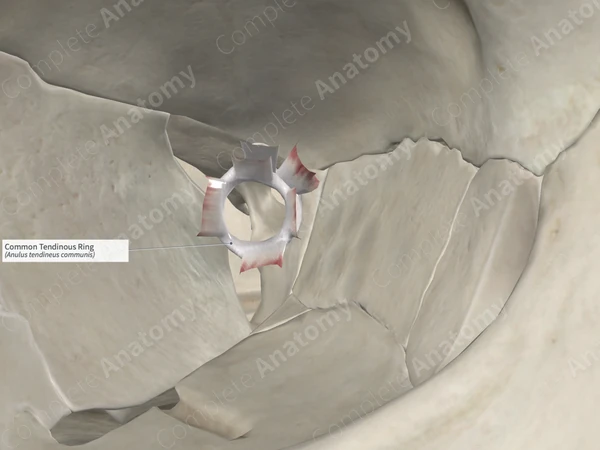 Common Tendinous Ring 
