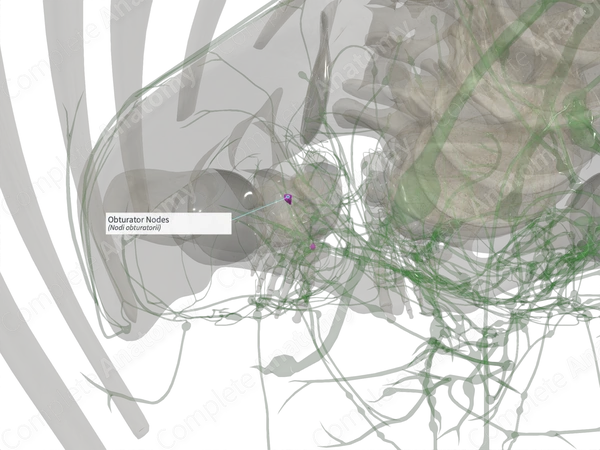 Obturator Nodes (Right)