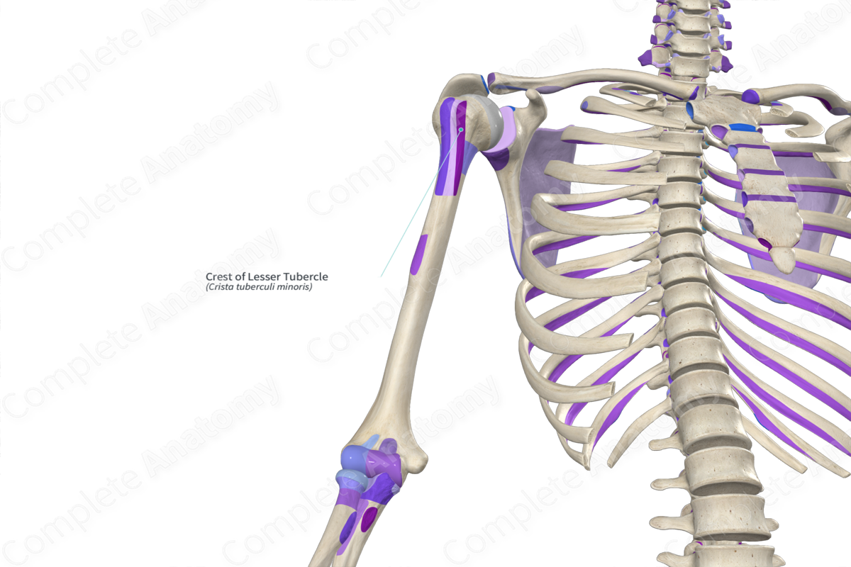 Crest of Lesser Tubercle | Complete Anatomy