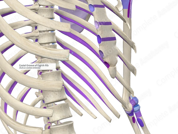 Costal Groove Of Eighth Rib Complete Anatomy Costal Groove Of Eighth Rib Complete Anatomy