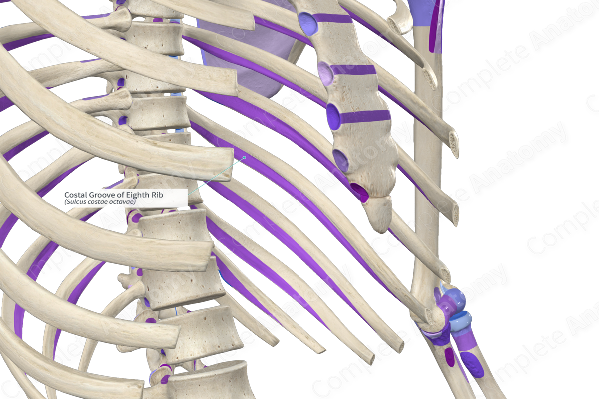 Costal Groove of Eighth Rib Complete Anatomy
