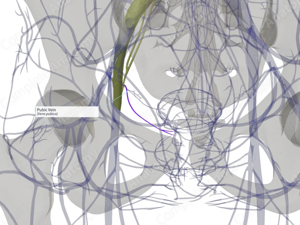 Pubic Vein (Right)