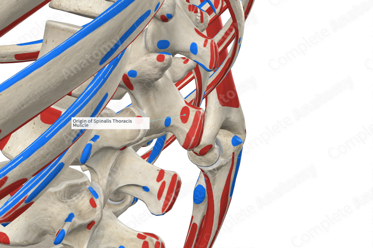 origin-of-spinalis-thoracis-muscle-complete-anatomy