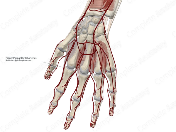 Proper Palmar Digital Arteries 