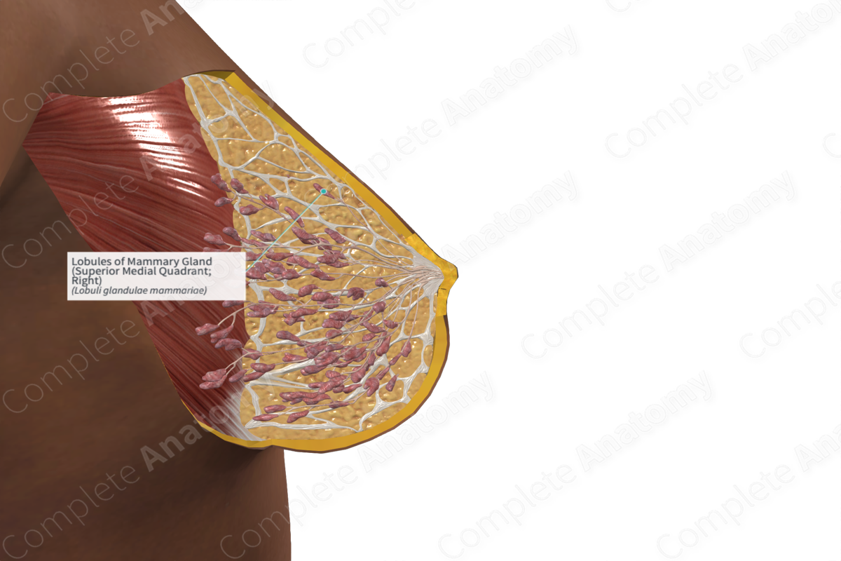 Lobules of Mammary Gland (Superior Medial Quadrant; Right)