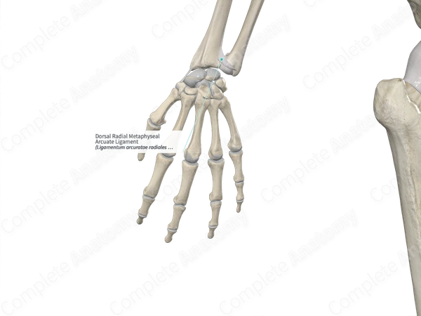 Dorsal Radial Metaphyseal Arcuate Ligament 