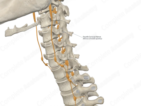Fourth Cervical Nerve