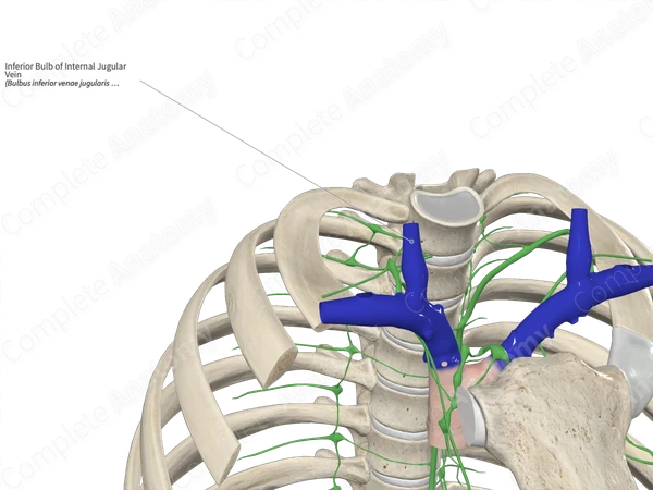 Inferior Bulb of Internal Jugular Vein