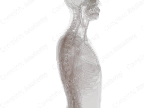 Central Canal of Spinal Cord