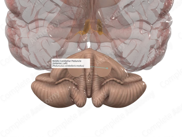 Middle Cerebellar Peduncle (Anterior; Left)