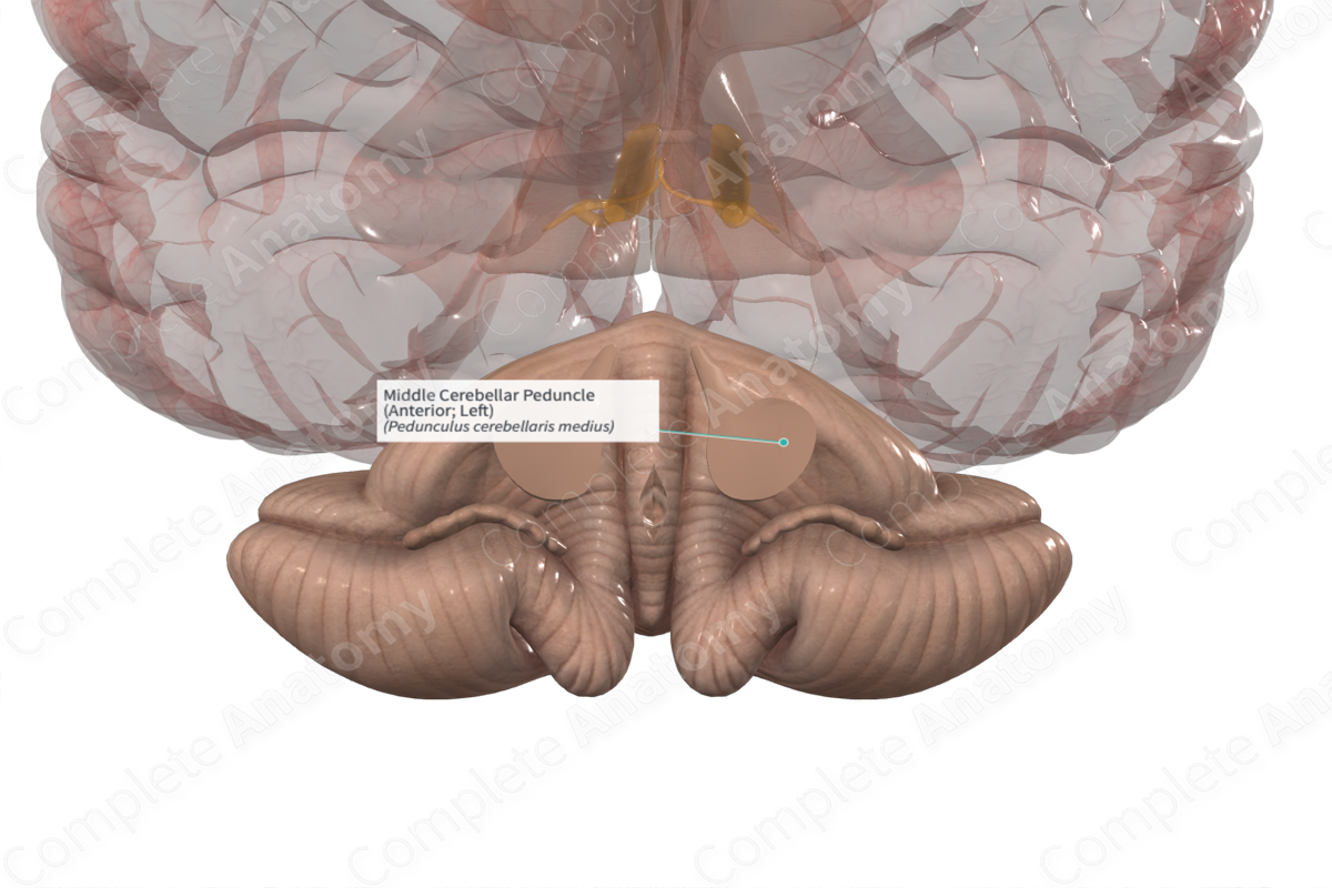 Middle Cerebellar Peduncle (Anterior; Left)