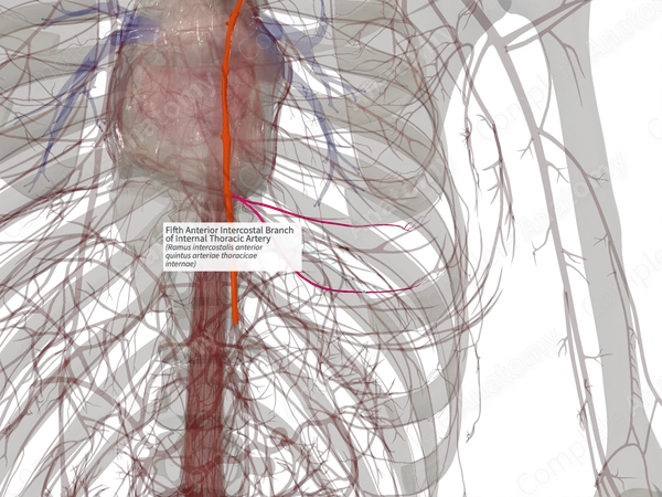 Fifth Anterior Intercostal Branch of Internal Thoracic Artery (Right)