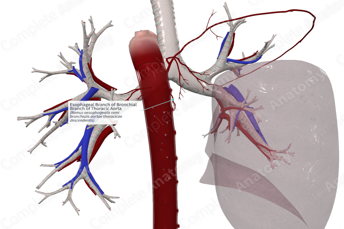 Esophageal Branch of Bronchial Branch of Thoracic Aorta