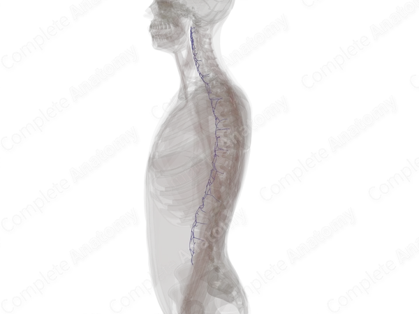 Anterior External Vertebral Venous Plexus