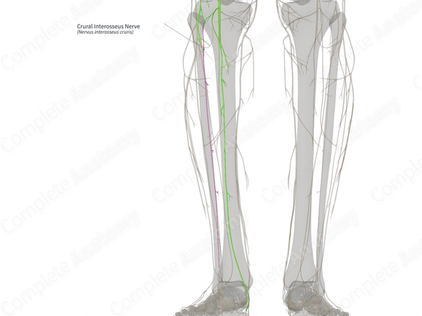 Crural Interosseus Nerve (Right)