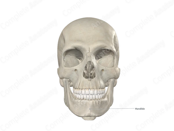 Mandible