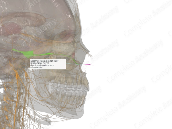 External Nasal Branches of Infraorbital Nerve (Right)