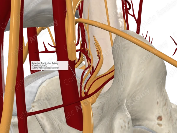 Anterior Radicular Artery (Cervical; Left)