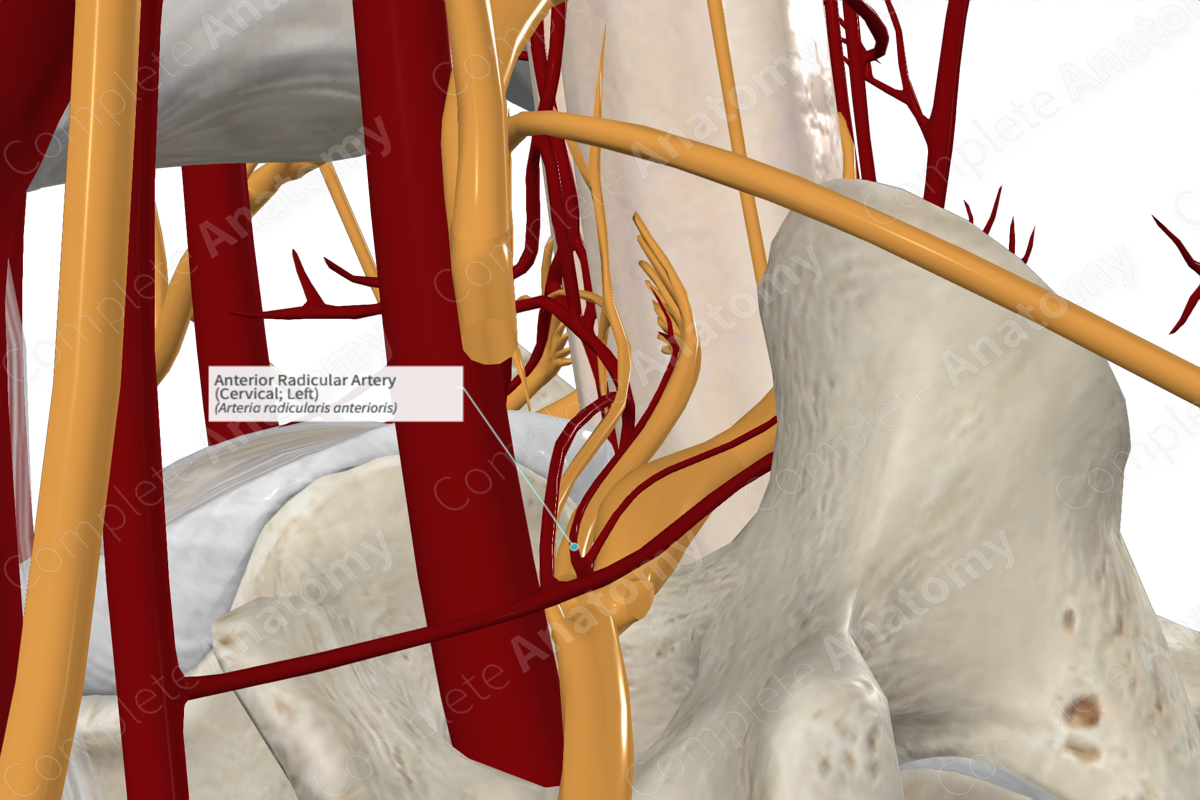 Anterior Radicular Artery (Cervical; Left)