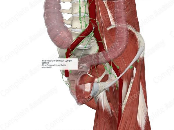 Intermediate Lumbar Lymph Vessels