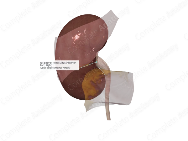 Fat Body of Renal Sinus (Anterior Part; Right)