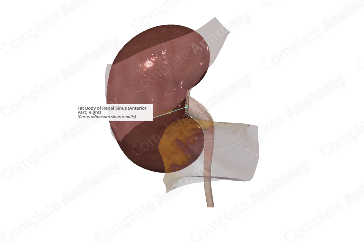 Fat Body of Renal Sinus (Anterior Part; Right)