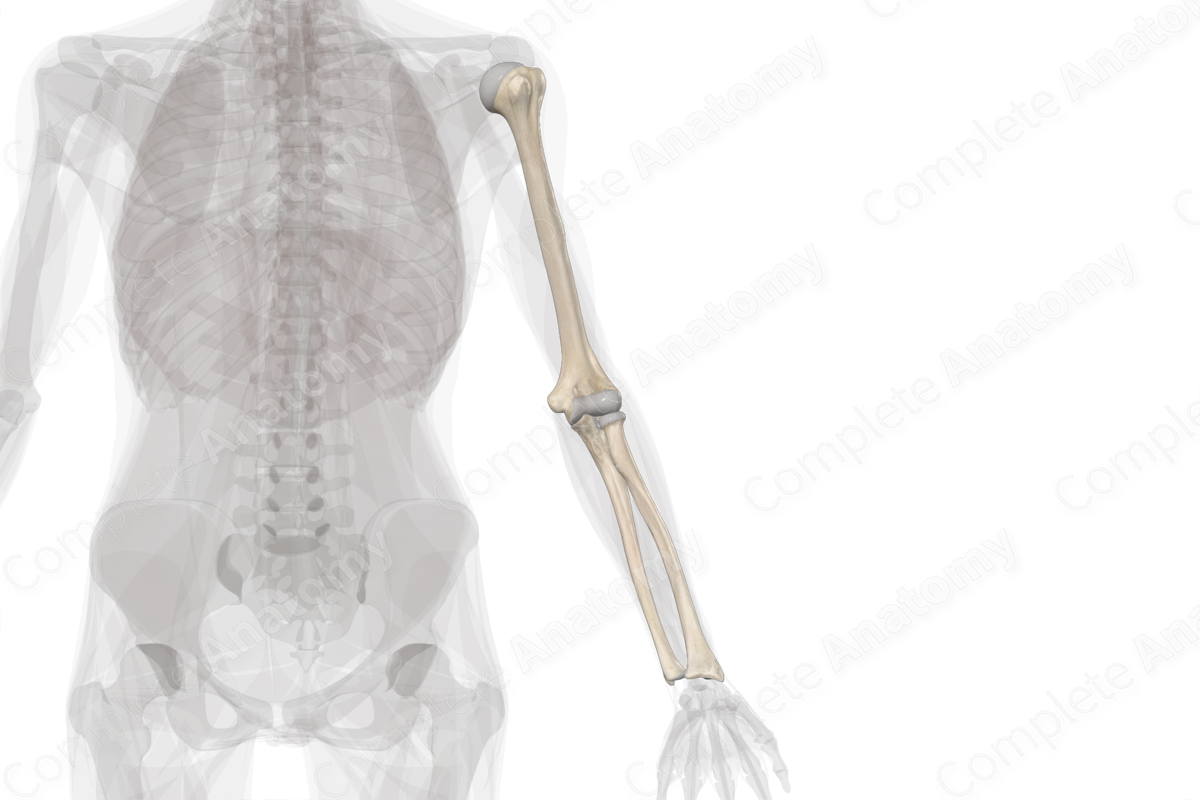 Bones of Arm & Forearm (Left)