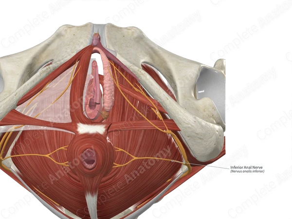 Inferior Anal Nerve