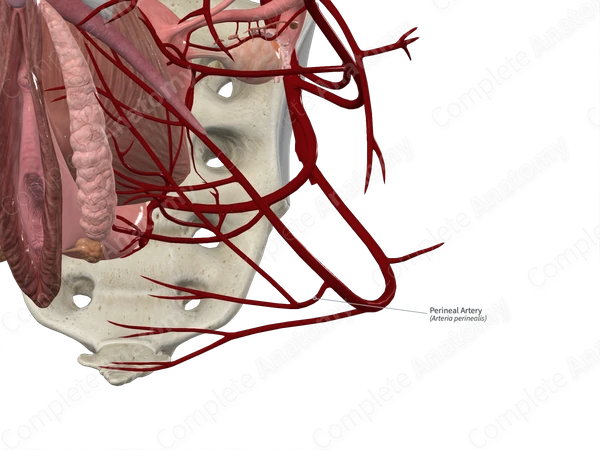 Perineal Artery 