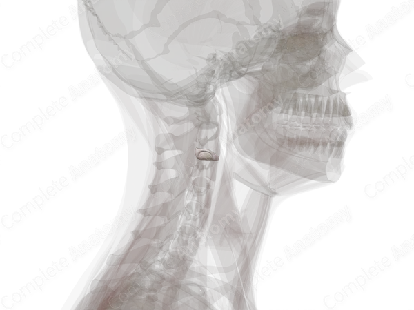 Intervertebral Disc (C2-C3)