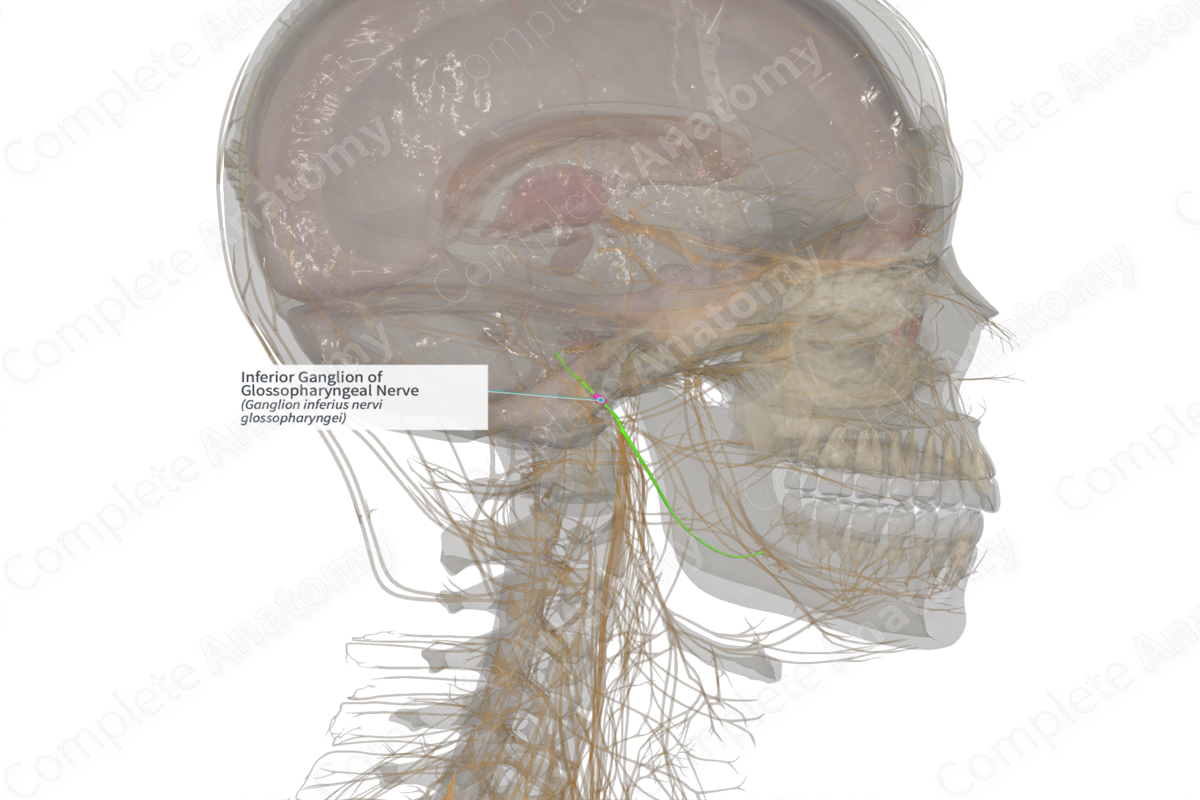 Inferior Ganglion of Glossopharyngeal Nerve (Left)