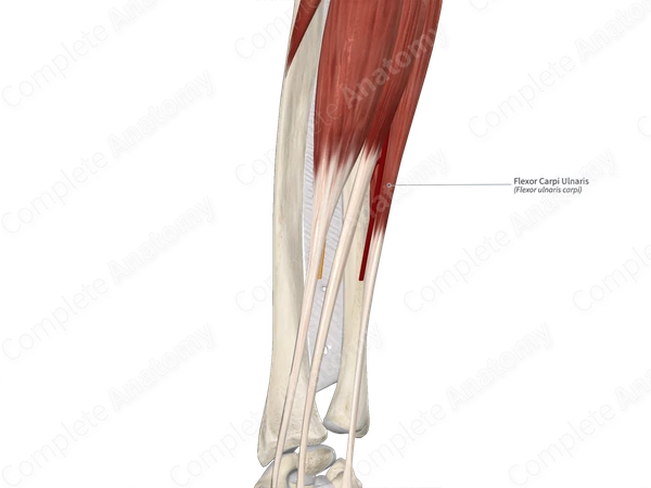 Flexor Carpi Ulnaris