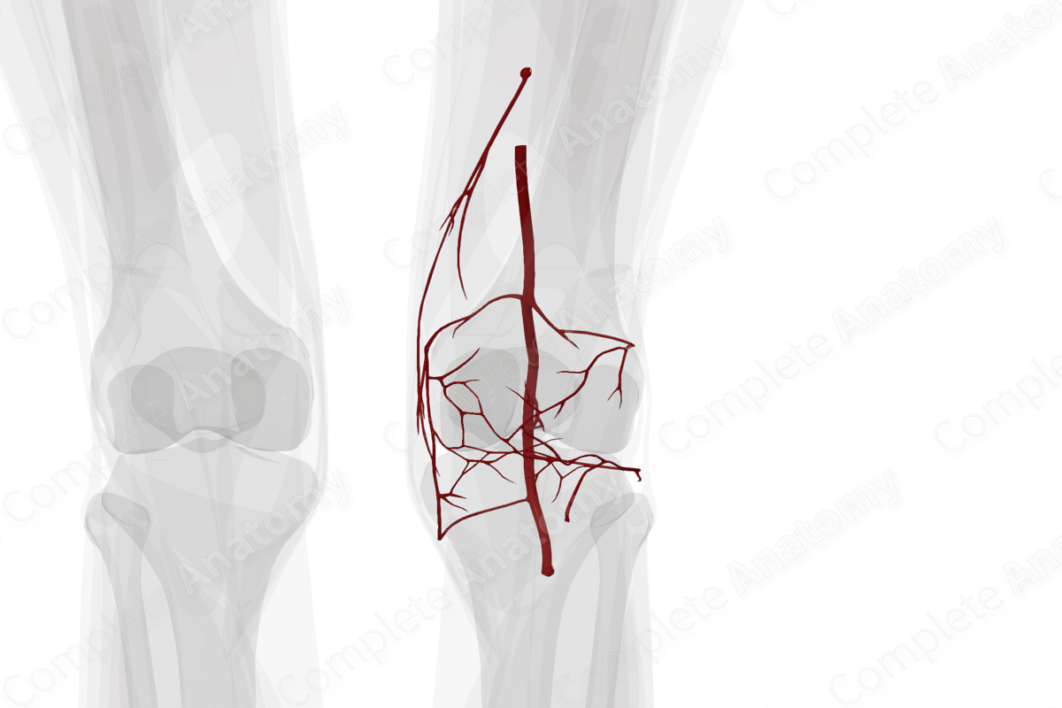 Arteries of Knee (Left)