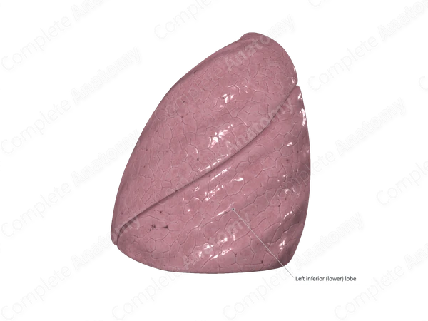 Inferior Lobe of Left Lung
