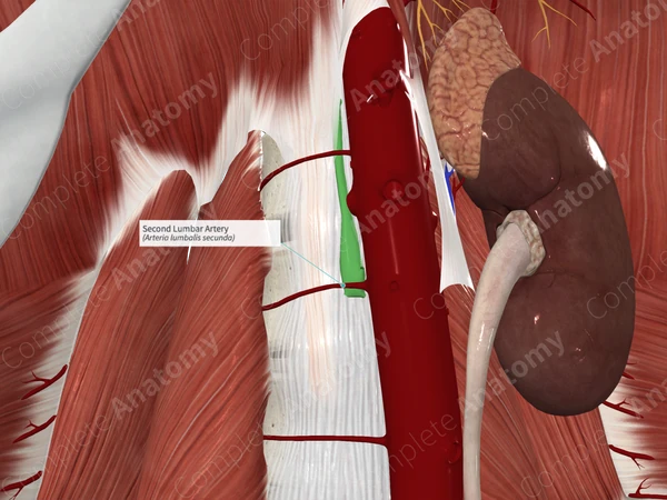 Second Lumbar Artery